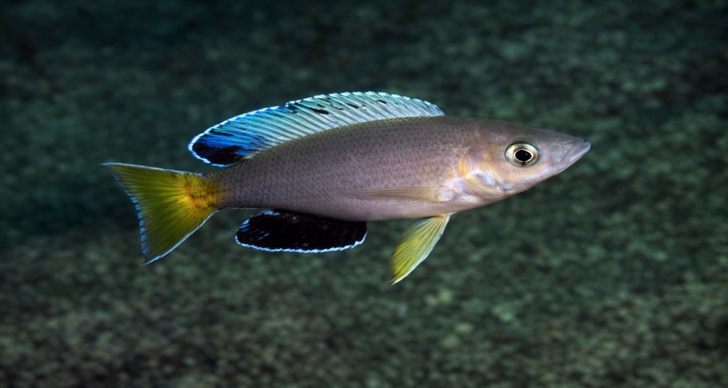 Cyprichromis sp. 'leptosoma jumbo' Mulyma